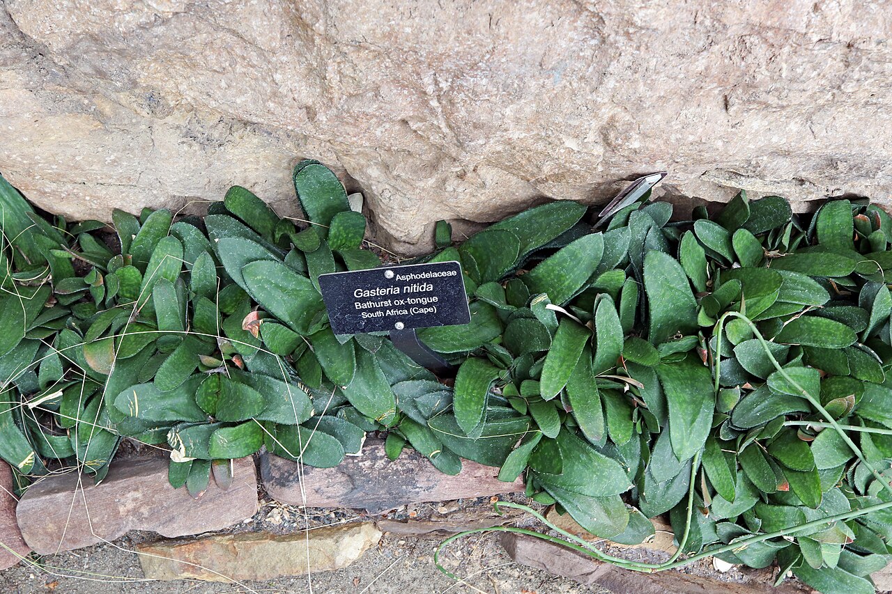 Gasteria nitida: Gasteria nitida at the United States Botanic Garden in Washington D.C. on October 6, 2018. Identified by sign.