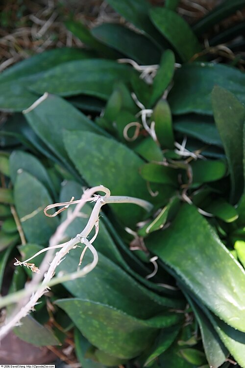 Gasteria nitida: Location taken: United States Botanic Garden. Names: Gasteria nitida (Salm-Dyck) Haw. Classification: Plantae > Magnoliophyta > Liliopsida > Asparagales > Xanth