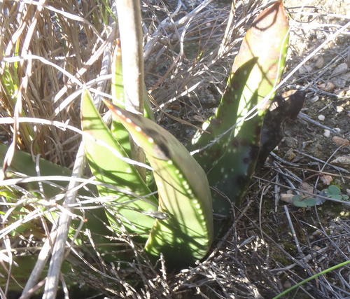 Gasteria nitida (Gasteria nitida)