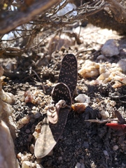Gasteria pillansii (Gasteria pillansii)