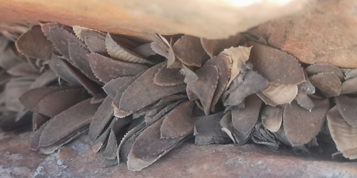 Gasteria pillansii (Gasteria pillansii)