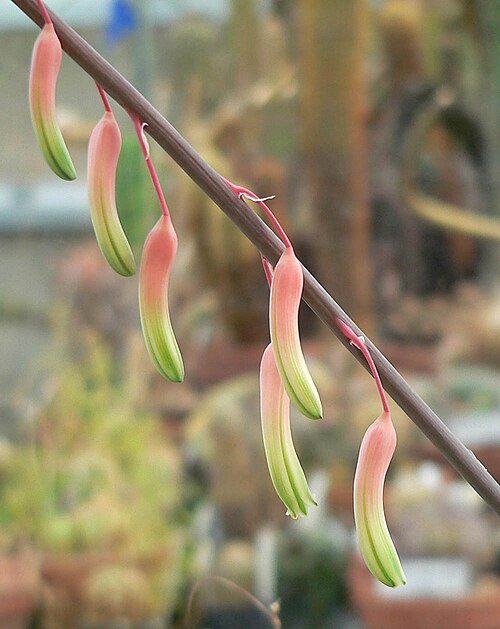 Gasteria pillansii: Photo of Gasteria pillansii at the University of California Botanical Garden