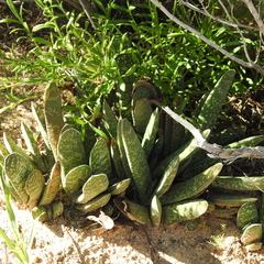 Gasteria pillansii (Gasteria pillansii)