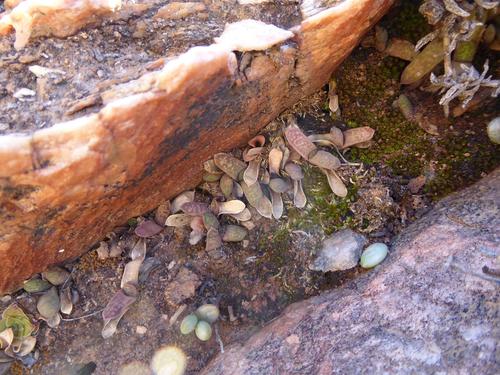 Gasteria pillansii (Gasteria pillansii)