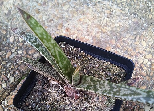 Gasteria pulchra: Juvenile Gasteria pulchra in cultivation