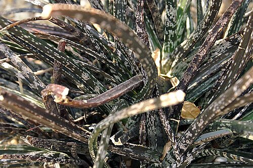 Gasteria pulchra: Location taken: the New York Botanical Garden. Names: Gasteria pulchra Haw. Classification: Plantae > Magnoliophyta > Liliopsida > Asparagales > Xanthorrhoeacea
