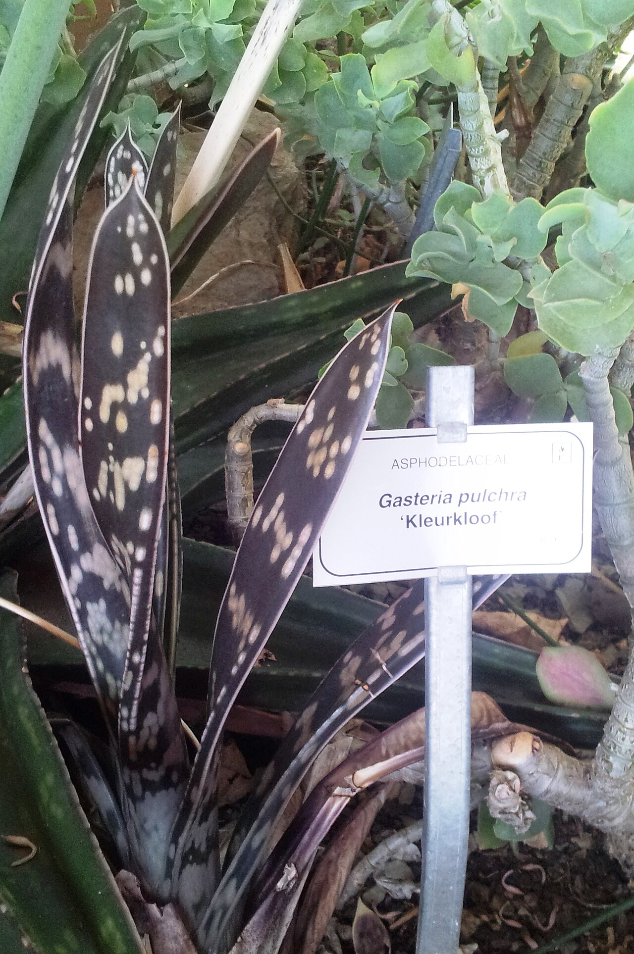Gasteria pulchra: Gasteria pulchra - Kirstenbosch NBG