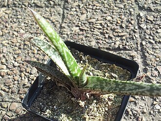 Gasteria pulchra: Juvenile Gasteria pulchra in cultivation