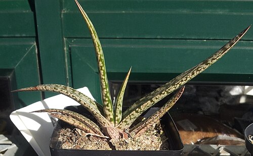 Gasteria pulchra: Juvenile Gasteria pulchra in cultivation