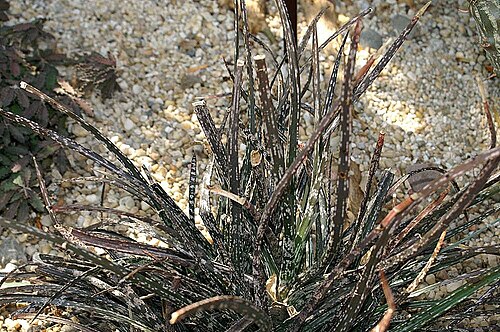 Gasteria pulchra: Location taken: the New York Botanical Garden. Names: Gasteria pulchra Haw. Classification: Plantae > Magnoliophyta > Liliopsida > Asparagales > Xanthorrhoeacea
