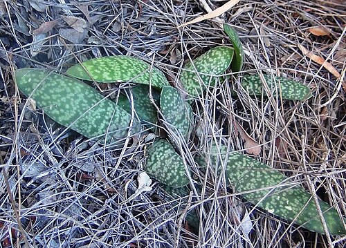 Gasteria vlokii: Gasteria vlokii