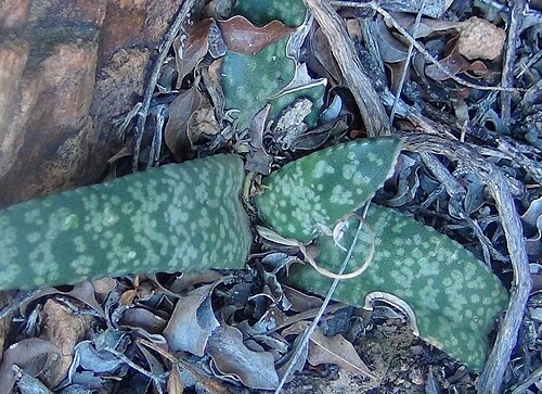 Gasteria vlokii: Gasteria vlokii