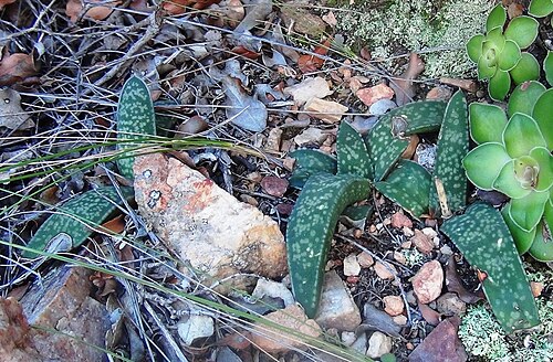 Gasteria vlokii: Gasteria vlokii