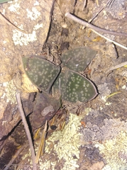 Gasteria vlokii (Gasteria vlokii)