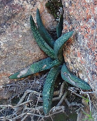 Gasteria vlokii: Adult Gasteria vlokii in habitat - Swartberg cliffs