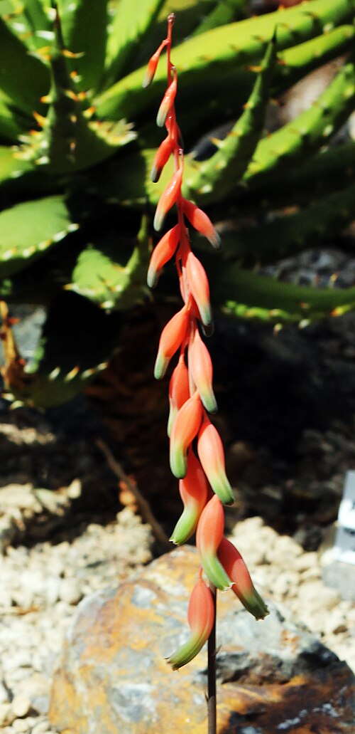 Gasteria vlokii: Flowers of plant Gasteria vlokii , ( Gasteria vlokii ), the Botanical Gardens of Charles University , Prague , Czech Republic