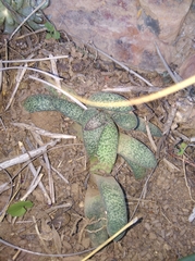 Gasteria vlokii (Gasteria vlokii)