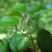 Eastern teaberry (Gaultheria procumbens)