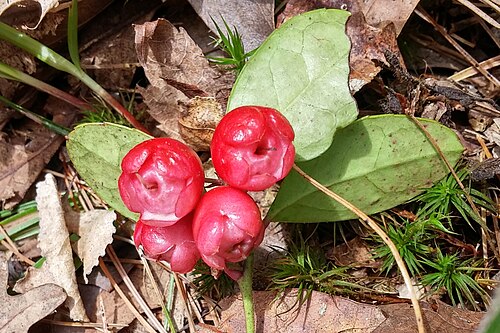 Eastern teaberry: USA: Massachusetts, Berkshire County, Thousand Acre Swamp