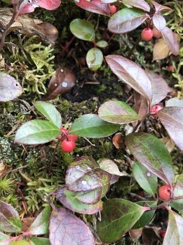 Eastern teaberry (Gaultheria procumbens)
