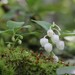 Eastern teaberry