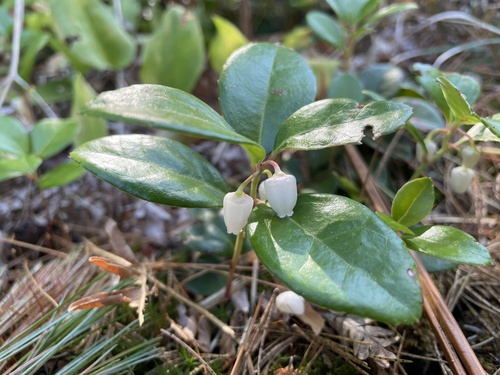 Eastern teaberry (Gaultheria procumbens)