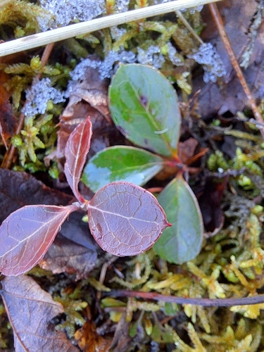 Eastern teaberry (Gaultheria procumbens)
