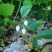 Eastern teaberry (Gaultheria procumbens)