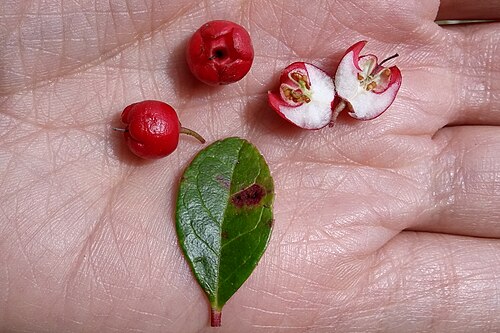 Eastern teaberry: USA: Massachusetts, Berkshire County, Thousand Acre Swamp