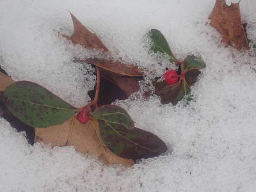 Eastern teaberry (Gaultheria procumbens)