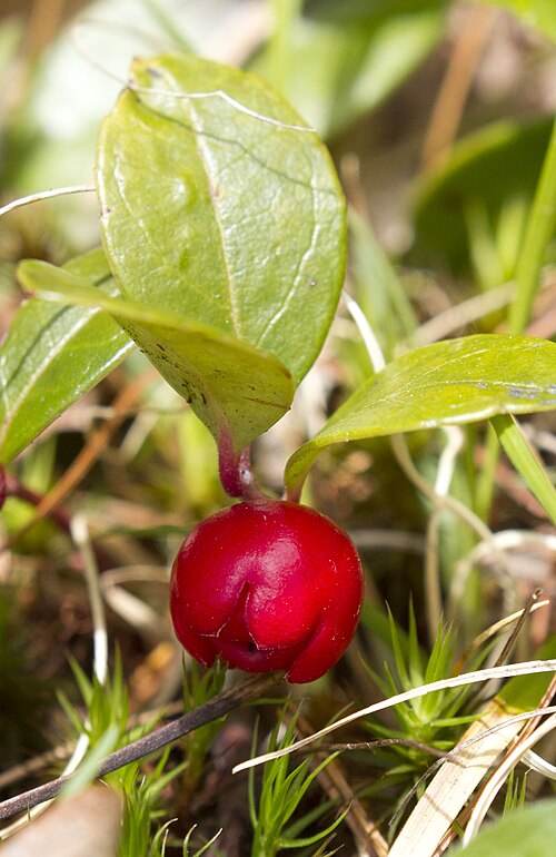 Eastern teaberry: USA: Massachusetts, Berkshire County, Thousand Acre Swamp