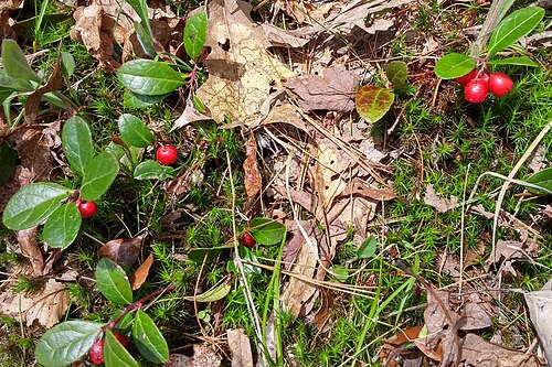 Eastern teaberry: USA: Massachusetts, Berkshire County, Thousand Acre Swamp