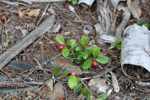 Eastern teaberry (Gaultheria procumbens)