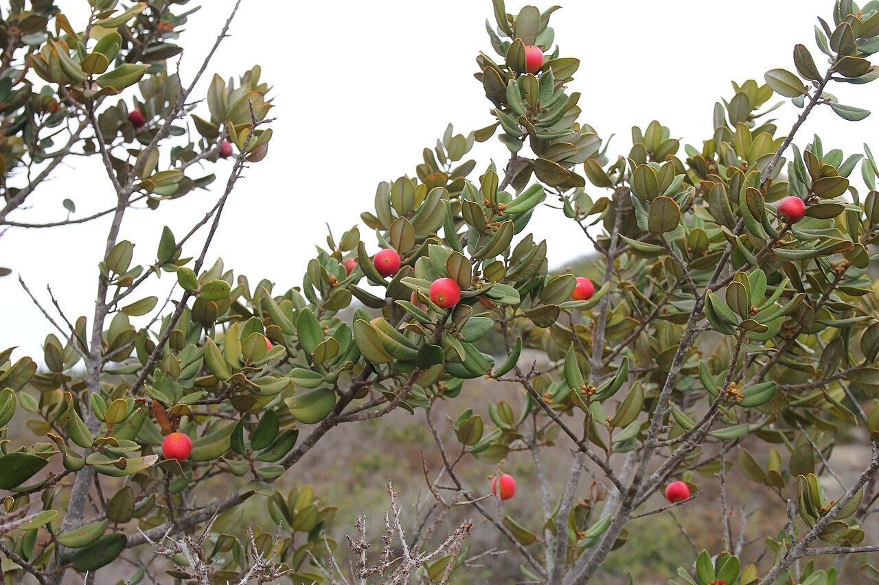Gayella valparadisaea: Puquén Natural reserve, Los Molles, La Ligua