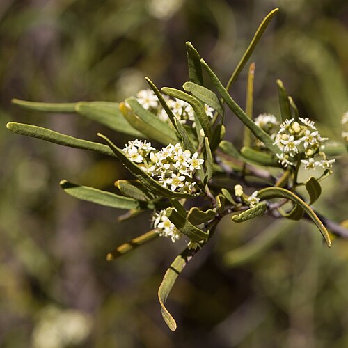 Geijera linearifolia: Geijera linearifolia at 204 Park Road, Blanchetown, South Australia