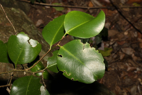 Geijera paniculata (Geijera paniculata)