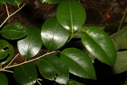 Geijera paniculata (Geijera paniculata)