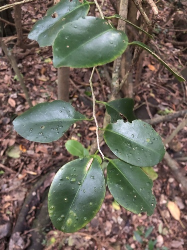 Geijera paniculata (Geijera paniculata)