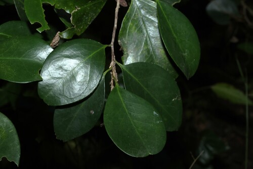 Geijera paniculata (Geijera paniculata)