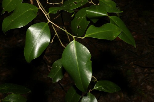 Geijera paniculata (Geijera paniculata)