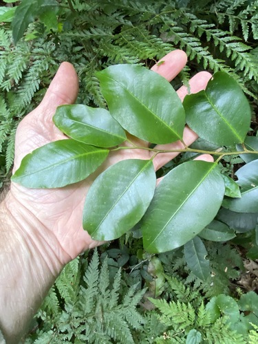 Geijera paniculata (Geijera paniculata)