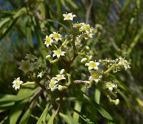 Geijera parviflora: Geijera parviflora at the Springs Preserve garden, Las Vegas, Nevada
