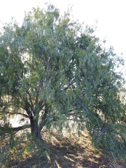 Geijera parviflora (Geijera parviflora)