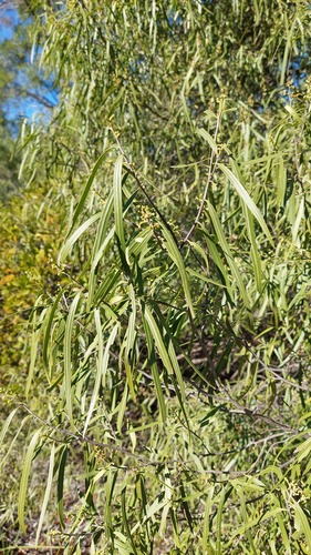 Geijera parviflora (Geijera parviflora)