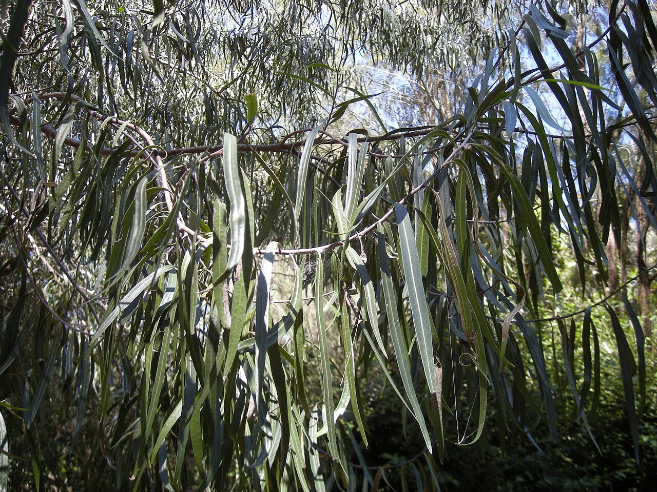 Geijera parviflora: Geijera parviflora foliage