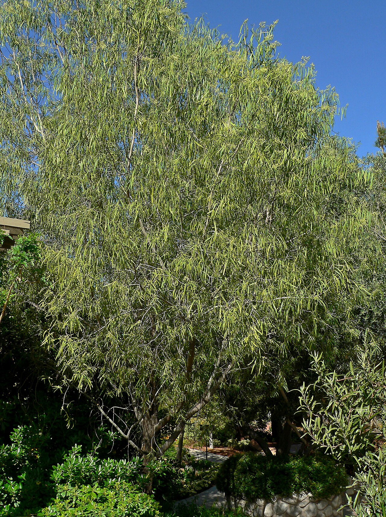 Geijera parviflora: Geijera parviflora at the Springs Preserve garden, Las Vegas, Nevada