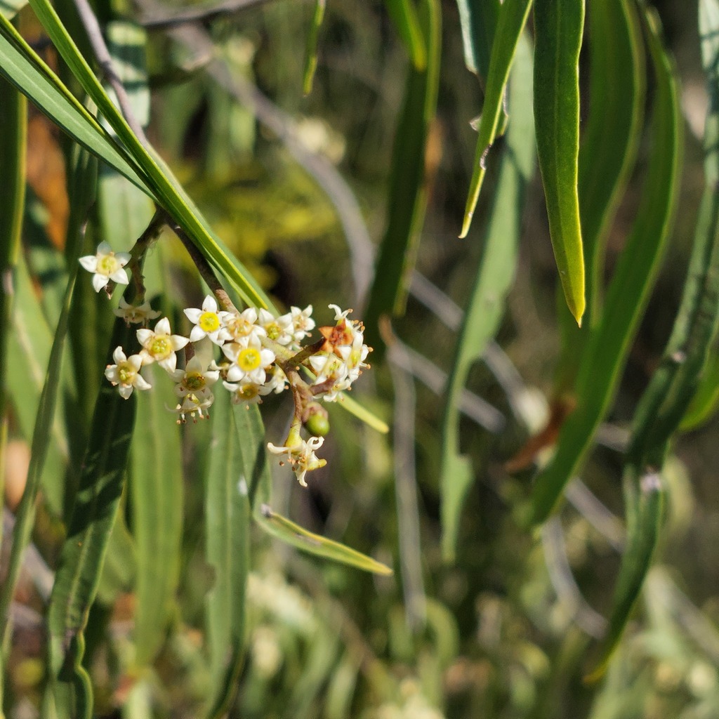 Geijera parviflora (Geijera parviflora)