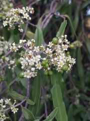 Geijera parviflora (Geijera parviflora)