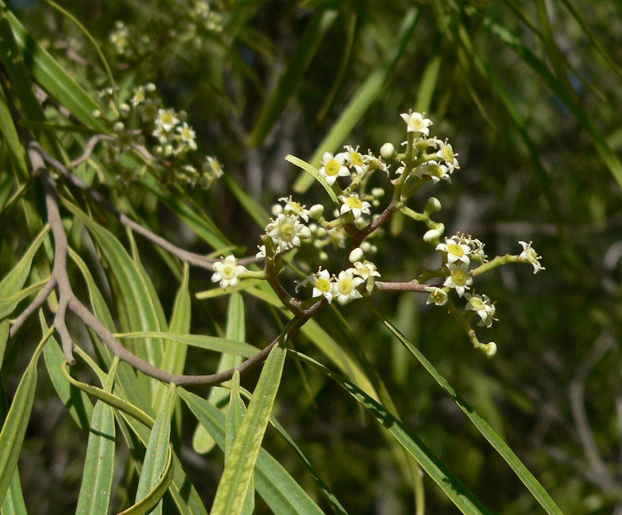 Geijera parviflora: Geijera parviflora at the Springs Preserve garden, Las Vegas, Nevada