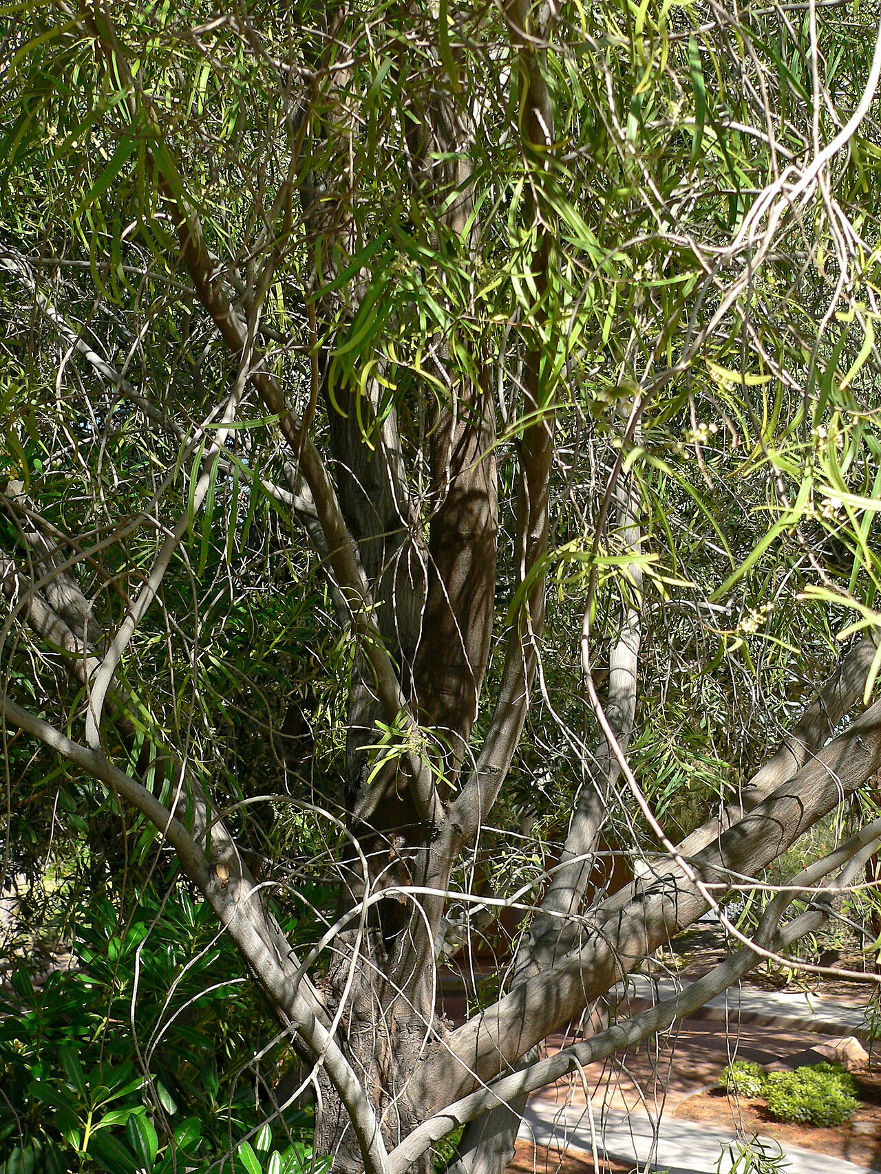 Geijera parviflora: Geijera parviflora at the Springs Preserve garden, Las Vegas, Nevada